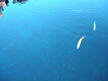 DSCN1708_thumb.png