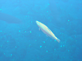 DSCN1709_thumb.png