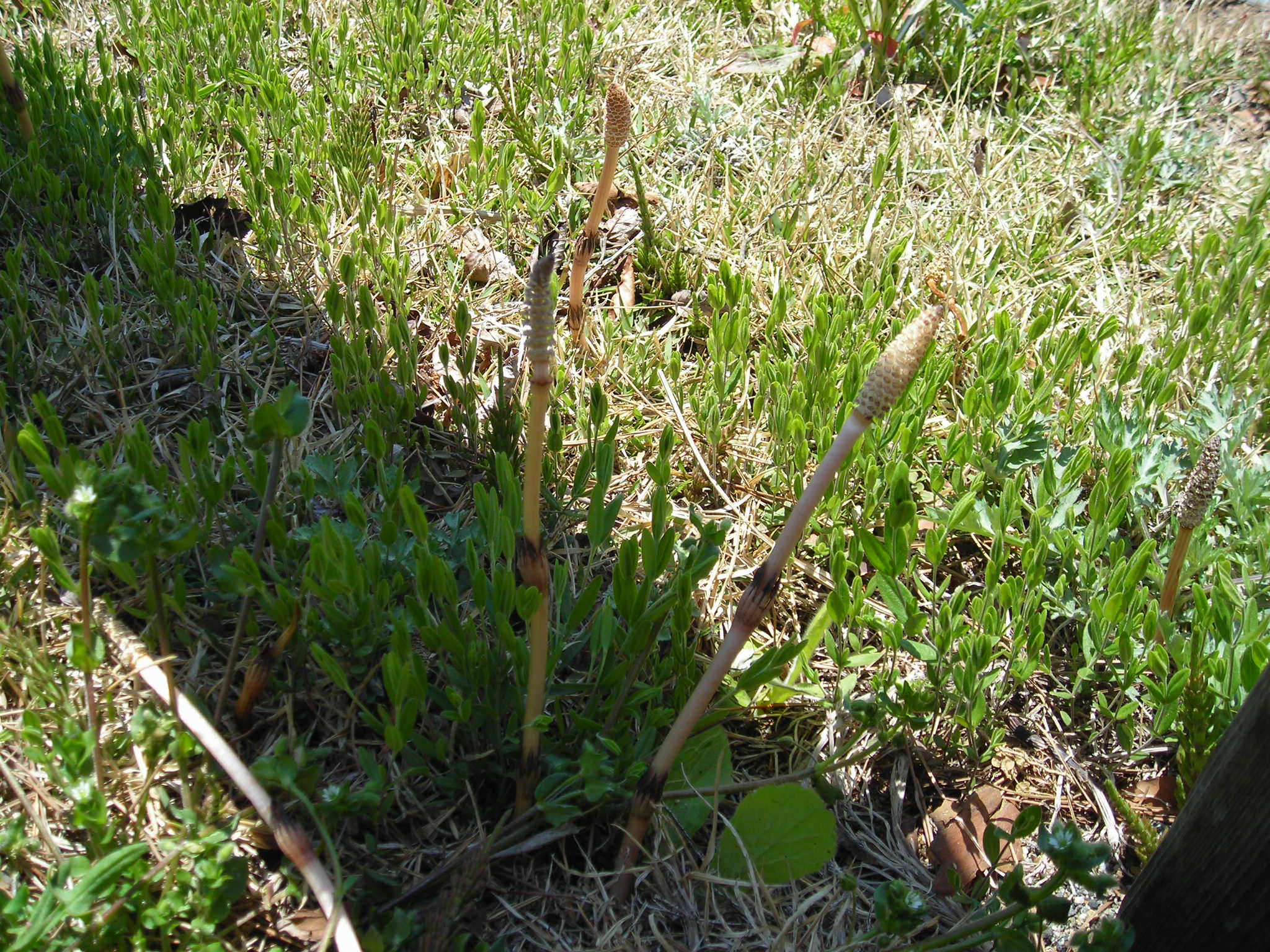 DSCN1761.JPG